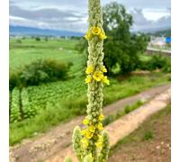 Semi di verbasco, decorazione del giardino per esterno Verbascum thapsus, resistenti per il giardino Le da giardino 500pcs