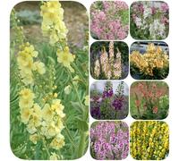 Semi di verbasco - decorazioni giardino per esterni estivi biologici per giardinieri semi di come bomboniera i luoghi soleggiati selvatici copertura del terreno 550pcs