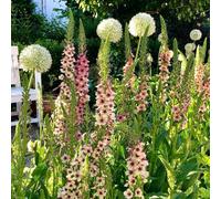 Semi di verbasco-giardino decorativo,in rapida crescita vaso per,decorazione per davanzale giardino di 500pcs