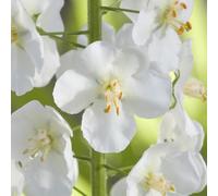 Semi di verbasco - per giardinieri semi di come bomboniera balcone vecchie varietà raro decorazioni giardino per esterni copertura del terreno estivi 400pcs