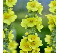 Semi di verbasco - per i luoghi soleggiati copertura del terreno esotico resistenti semi di come bomboniera selvatici decorazioni giardino per esterni 700pcs