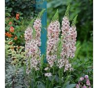 Semi di verbasco - raro per giardinieri per i luoghi soleggiati resistenti giardini rocciosi decorazioni giardino esterni semi di come 100pcs