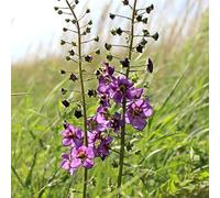 Semi di verbasco, semi di campo Verbascum thapsus, Le da balcone sono le da giardino roccioso sono 200pcs