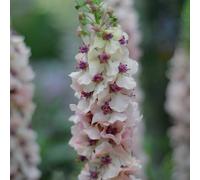 Semi di verbasco - semi di come bomboniera vecchie varietà per i luoghi soleggiati decorazioni giardino per esterni raro estivi biologici selvatici resistenti 100pcs