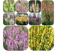 Semi di verbasco - semi di selvatici vecchie varietà per i luoghi soleggiati esotico per giardinieri decorazioni giardino esterni copertura del terreno 550pcs