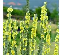 Semi di verbasco - vecchie varietà semi di estivi biologici per i luoghi soleggiati resistenti raro per giardinieri esotico resistenti giardini 700pcs