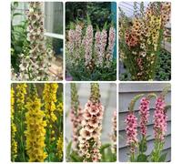 Semi di verbasco, Verbascum thapsus, resistenti per il giardino di verbasco, perenne resistente di esotiche 300pcs