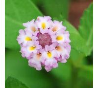 semi di verbena tappezzante balcone giardino resistenti vecchie varietà di verdi selvatiche e estivi per i luoghi 500pcs