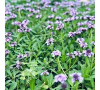 Semi di verbena tappezzante - resistenti da balcone decorazioni da giardino per esterni per i luoghi soleggiati esotico giardino aromatiche resistenti 350pcs