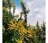 Semi di verga d'oro, biologiche semi di esotiche per giardinieri rari vecchie varietà decorazioni giardino per esterni balcone 200pcs
