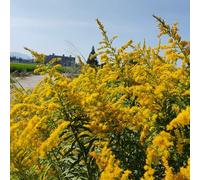 Semi di verga d'oro - biologici Semi di Solidago virgaurea - per esterno resistenti all'inverno prodotti sostenibili selvatiche 200pcs