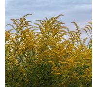 Semi di verga d'oro, decorazioni giardino per esterni vecchie varietà semi di esotiche rari balcone, giardino 350pcs