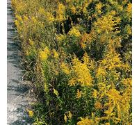 Semi di verga d'oro, esotici verga d'oro solidago virgaurea, varietà antiche di perenni per aiuole rialzate, giardino 150pcs