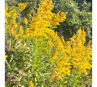 Semi di verga d'oro, esterno resistenti all'inverno verga d'oro solidago virgaurea, giardino sul balcone di selvatici perenni resistenti 50pcs