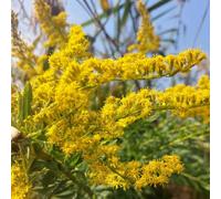 Semi di verga d'oro, giardino semi di esotiche per giardinieri balcone copertura del terreno resistenti per 200pcs