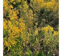 Semi di verga d'oro - giardino Semi di Solidago virgaurea - resistenti per il giardino per giardino di prodotti sostenibili 200pcs