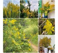 Semi di verga d'oro, giardino verga d'oro solidago virgaurea, perenni resistenti per il giardino prodotti 200pcs
