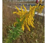 semi di verga d'oro - perenni resistenti decorative in vaso giardino 200pcs