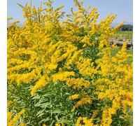 Semi di verga d'oro - semi di aromatiche giardino Solidago virgaurea - per giardino 150pcs