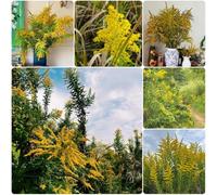 Semi di verga d'oro - semi per aiuole rialzate Semi di Solidago virgaurea - biologici resistenti per il giardino 500pcs