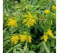Semi di verga d'oro - varietà antiche Semi di Solidago virgaurea - perenni esotici biologici100pcs
