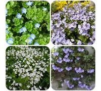 Semi di Veronica - balcone selvatici campo interno 100pcs