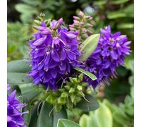 Semi di Veronica - biologici per esterno Aiuole rialzate per il giardino decorazioni giardino esterni decorative arredamento del soggiorno serre 250pcs