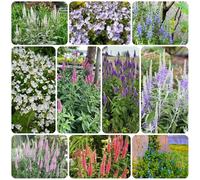 Semi di Veronica, da giardino roccioso resistenti per esterno resistenti all'inverno resistenti per il giardino da balcone 100pcs