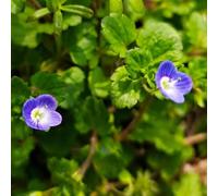 Semi di Veronica - giardino giardino roccioso d'appartamento esotiche decorazioni per esterni biologici per esterno roccioso resistenti il 100pcs