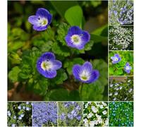 semi di Veronica mini giardino esotici per esterno di semina medicinali ombra resistenti, serie rare 50pcs