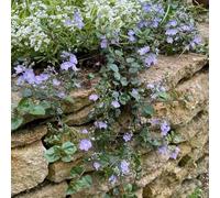 Semi di Veronica, per il giardino semi di da giardino resistenti perenni 150pcs