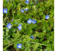 Semi di Veronica, per luoghi soleggiati vecchie varietà di semi per esterno resistenti all'inverno resistenti per il giardino perenni 300pcs