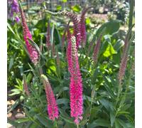 Semi di Veronica Perenne, resistenti per il giardino, biologici esotici luoghi soleggiati sul balcone 80pcs