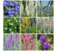 Semi di Veronica Perenne, resistenti per il giardino selvatici da perenni esotici 50pcs