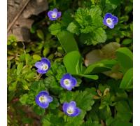 Semi di Veronica Perenne, tappezzante perenne resistente da balcone resistenti per il giardino esterno all'inverno 30pcs