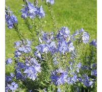 Semi di Veronica Perenne, vecchie varietà resistenti per il giardino selvatiche, balcone 100pcs