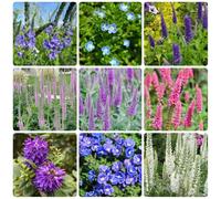 Semi di Veronica, semi di selvatiche semi di aromatiche, biologici esotici resistenti per il giardino 500pcs