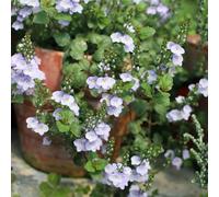 Semi di Veronica - semi di selvatici da balcone esotico vecchie varietà organico raro estivi decorazioni da giardino per esterni copertura del terreno 150pcs