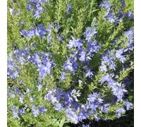 Semi di Veronica, tappezzante da balcone resistenti per il giardino semi di perenni 30pcs