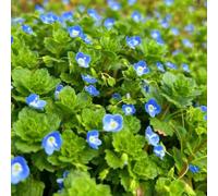 Semi di Veronica, vecchie varietà di semi da balcone resistenti tappezzante per luoghi soleggiati per esterno 400pcs