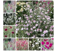 Semi di Vexiernelke, rare da balcone vecchie varietà serre da balcone esterno resistenti regali per gli amanti del giardino semi come per gli ospiti 600pcs