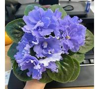 Semi di viola africana, semi di campo acquistare la viola africana Le da giardino sono rare decorazione del soggiorno 500pcs