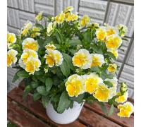 Semi di viola cornuta, acquistare di viola cornuta per luoghi soleggiati Le da giardino 120pcs