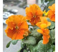 Semi di viola cornuta, biologici da balcone resistenti decorazione floreale, semi di campo le da giardino roccioso 100pcs