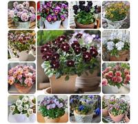 Semi di viola cornuta, da balcone resistenti semi di varietà antiche biologici semi di decorazione 350pcs