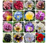 Semi di viola cornuta, esotici decorazione floreale, semi di campo le da giardino roccioso sono resistenti comprare 500pcs