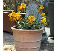 Semi di viola cornuta, Le da giardino sono per luoghi soleggiati esotici 300pcs