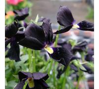 Semi di viola cornuta, per luoghi soleggiati biologici le da giardino roccioso sono resistenti acquistare 180pcs