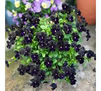 Semi di viola cornuta, per luoghi soleggiati di giardino semi di da balcone resistenti semi da giardino 600pcs