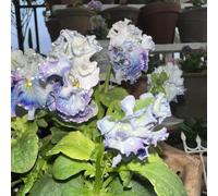 Semi di viola cornuta, per luoghi soleggiati semi di giardino esotici 50pcs